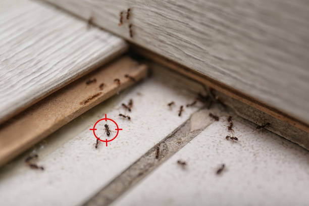 Best Best Pest Control Companies  in Nevada, TX