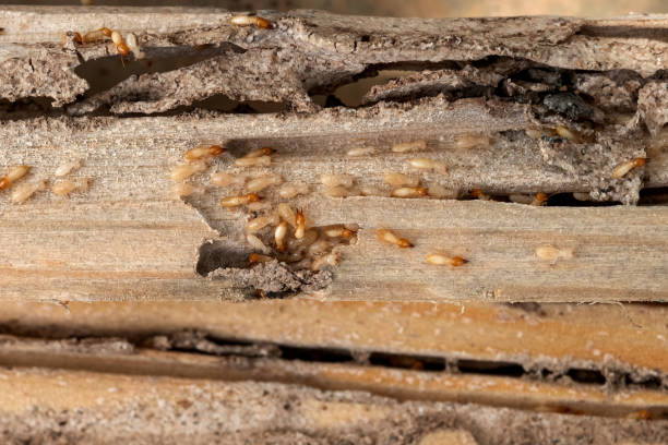 Best Rodent Control Near Me  in Nevada, TX