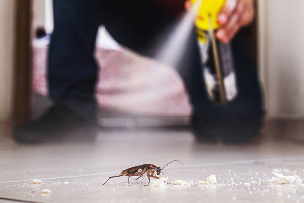 Best Wasp Removal Services  in Nevada, TX